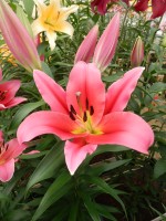 [4139 Muscat No02.JPG]